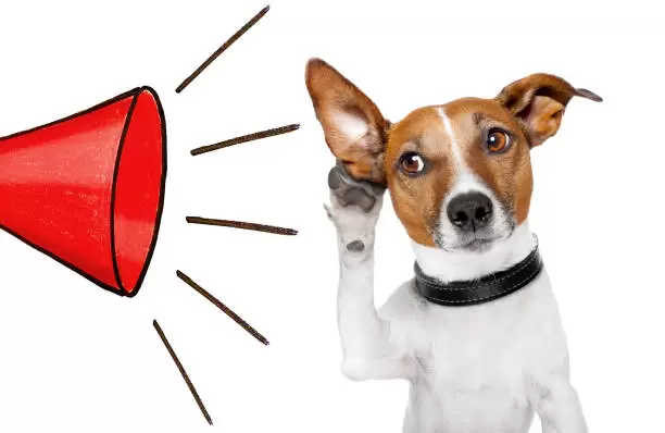 Los perros inteligentes aprenden palabras escuchando conversaciones.