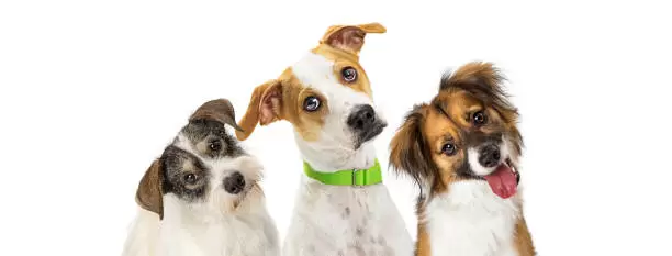 Los perros inteligentes aprenden palabras escuchando conversaciones.