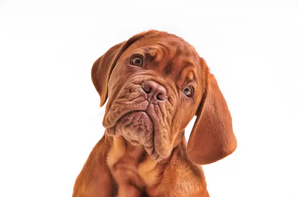 Los perros inteligentes aprenden palabras escuchando conversaciones.