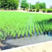 Humedales artificiales: La innovadora soluci�n de INTA Mendoza para enfrentar la sequ�a y tratar efluentes