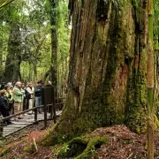 El milagro de "El Abuelo": el alerce de 2.600 a�os se salv� de las llamas que avanzan sin control en la Patagonia