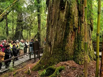 El milagro de "El Abuelo": el alerce de 2.600 a�os se salv� de las llamas que avanzan sin control.