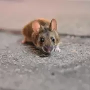 Hantavirus en Argentina: s�ntomas, c�mo se contagia y por qu� la detecci�n temprana es clave