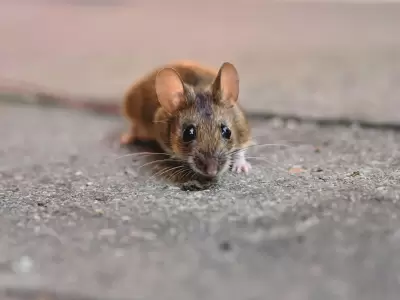 �Se contagia entre personas? Una experta aclara las dudas m�s urgentes sobre el hantavirus.