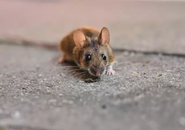 �Se contagia entre personas? Una experta aclara las dudas m�s urgentes sobre el hantavirus.