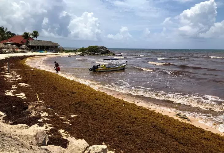 Sargazo en la costa mexicana. (Foto: web)