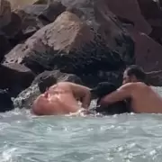 H�roes al agua: guardavidas rescataron a un perro en Playa Grande