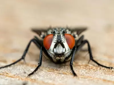 Parece una mosca, pero muerde: la advertencia del Dr. Pizzi sobre el insecto que invade tras las lluvias.