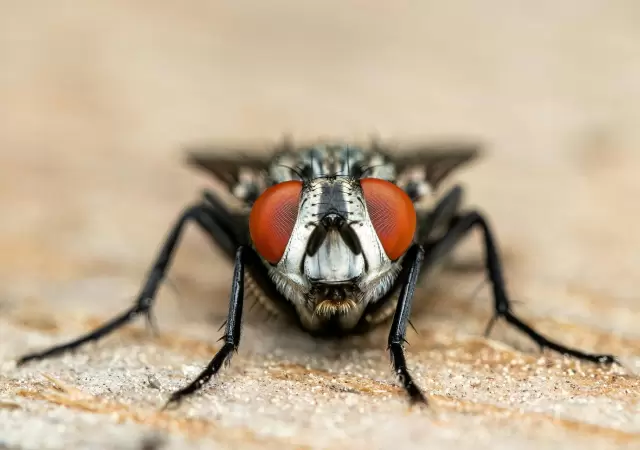 Parece una mosca, pero muerde: la advertencia del Dr. Pizzi sobre el insecto que invade tras las lluvias.