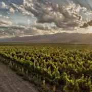 Canopilogger: tecnolog�a de precisi�n para el agro en Mendoza