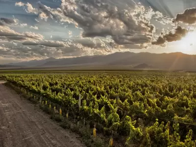 monta�as vi�edos Mendoza