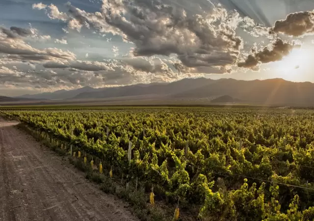 monta�as vi�edos Mendoza