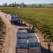 Vino en crisis: el impacto del exceso de stock y precios bajos