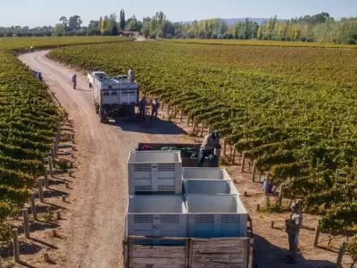 La industria del vino atraviesa una de sus crisis m�s profundas.