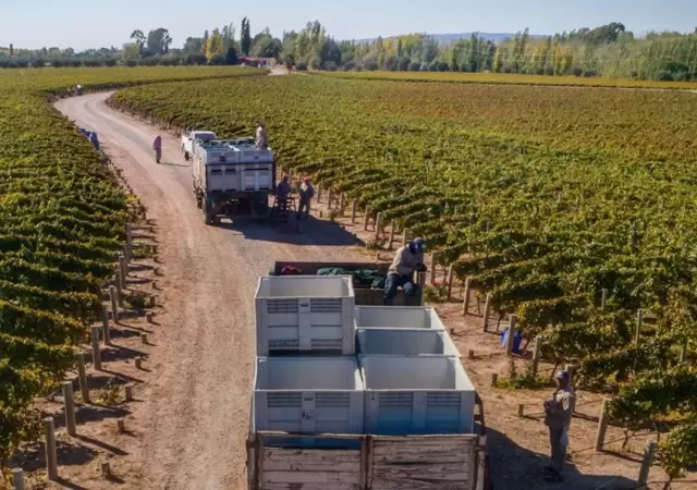 La industria del vino atraviesa una de sus crisis m�s profundas.