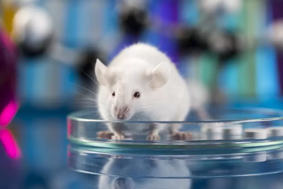 El equipo trabaja ahora en identificar los biomarcadores que permitan determinar qué pacientes humanos podrían responder positivamente.