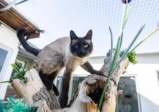 Spa, salas de juego y monitoreo 24hs: as� es el hotel de lujo para gatos que abri� en Mendoza