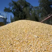 Enero récord para el campo: la liquidación de divisas creció un 82% y alcanzó los U$D 1.850 millones