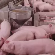El sector porcino alcanz� un r�cord hist�rico en 2025 como principal alternativa a la carne vacuna