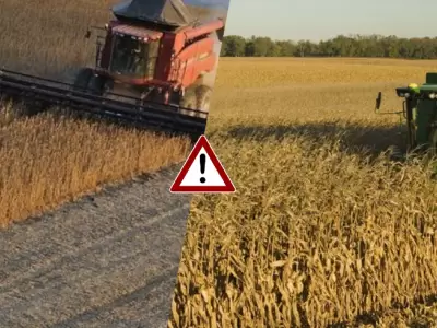 campo argentino de Ma�z y Soja