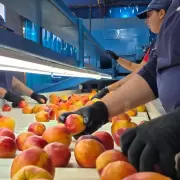 Mendoza exporta durazno fresco a los Emiratos �rabes: un hito de la producci�n local
