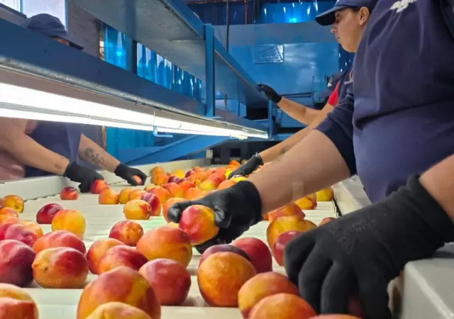 Duraznos mendocinos a Dubai