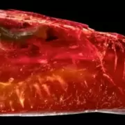 El asombroso hallazgo en el escritorio de Goethe: una hormiga de 40 millones de años que vuelve a la vida en 3D