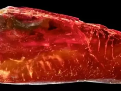 Hallazgo 3D: Una hormiga de 40 millones de a�os en la colecci�n de Goethe.