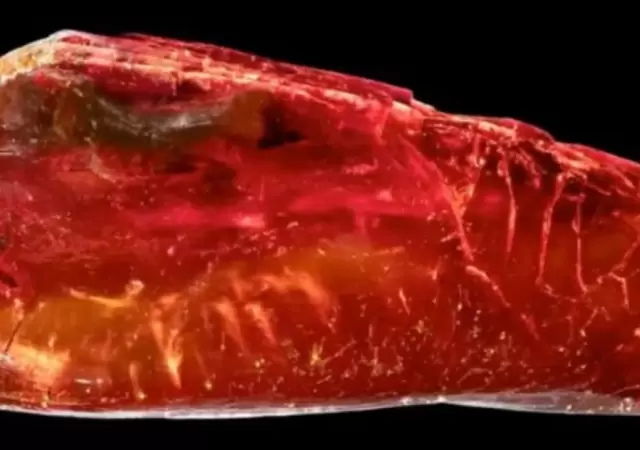 Hallazgo 3D: Una hormiga de 40 millones de a�os en la colecci�n de Goethe.