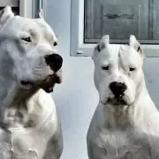 Hizo historia: Toky, el perro de C�rdoba que fue elegido como el mejor del mundo en su raza