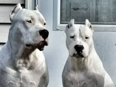 El Dogo argentino fue premiado en EEUU