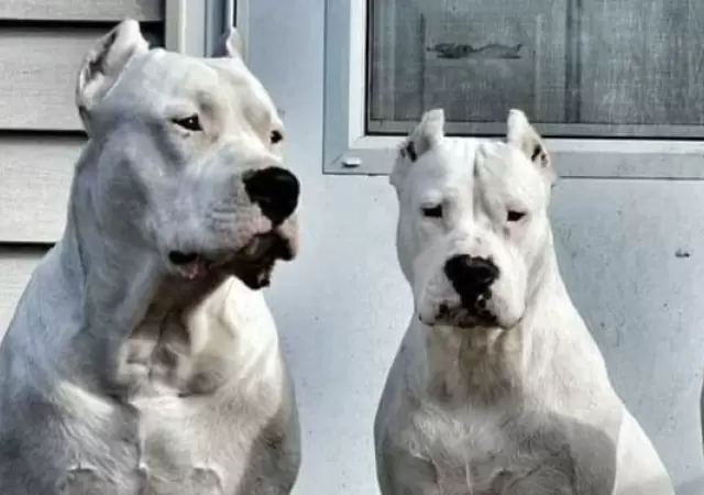 El Dogo argentino fue premiado en EEUU