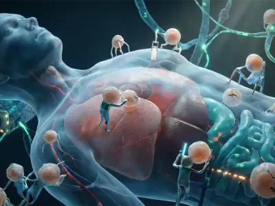 En promedio, el cuerpo se renueva casi por completo cada 15 a�os, pero conservamos partes clave (como el cerebro) que mantienen nuestra identidad.