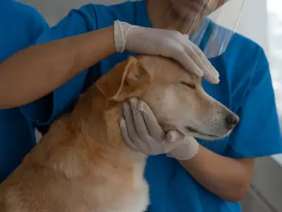 Crecen los casos de coronavirus en perros dentro de Argentina.
