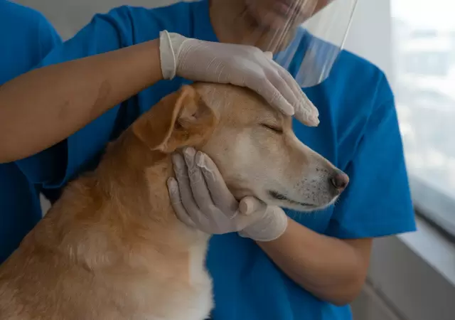 Crecen los casos de coronavirus en perros dentro de Argentina.