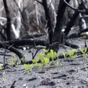Restauraci�n activa: la innovadora t�cnica para recuperar los bosques de la Patagonia tras los incendios