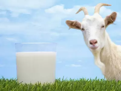 La leche de cabra puede ser una alternativa para la leche de vaca