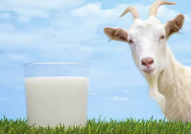La leche de cabra puede ser una alternativa para la leche de vaca