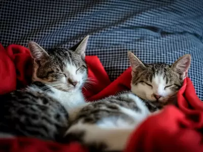 La especialista Alejandra L�pez Irala derriba mitos sobre el comportamiento felino y advierte sobre la seguridad en el hogar.
