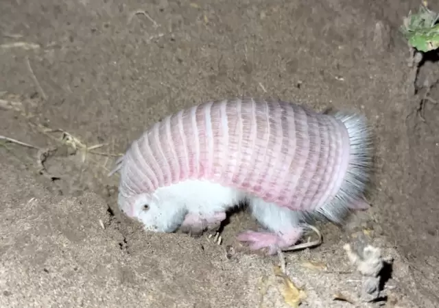 Con apenas entre 7 y 11 cent�metros de largo, el pichiciego es el armadillo m�s peque�o del mundo.