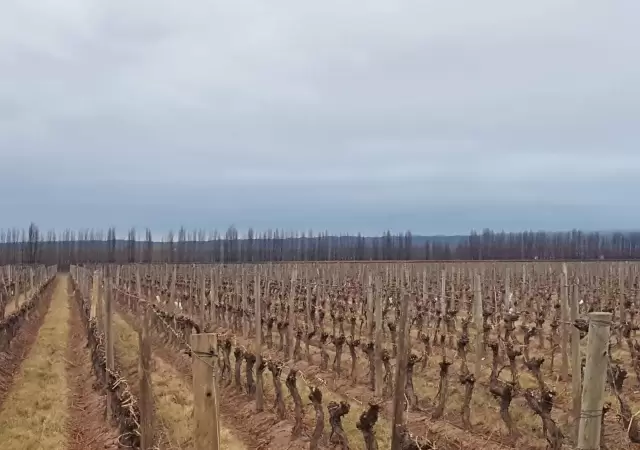 El agro mendocino tiene opciones ante las inclemencias clim�ticas