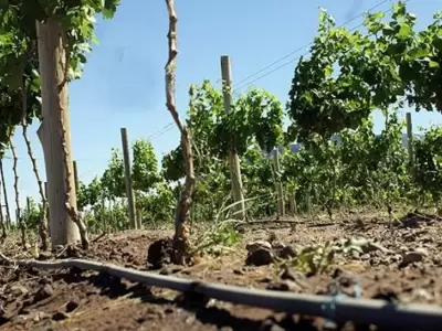 Menos costos para producir: confirman reducci�n del IVA en energ�a el�ctrica para el sector agropecuario