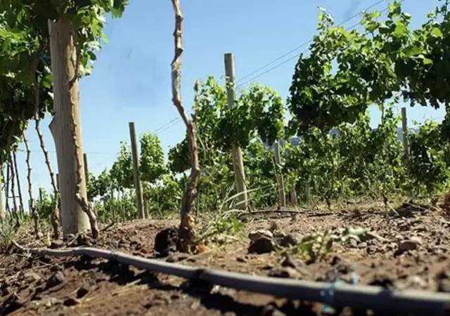 Menos costos para producir: confirman reducci�n del IVA en energ�a el�ctrica para el sector agropecuario