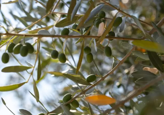 olivos