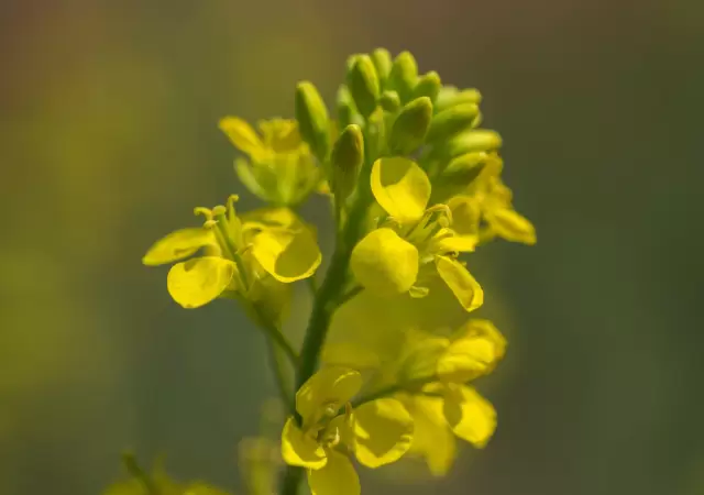 La Camelina es un cultivo invernal de ciclo corto que se adapta perfectamente entre ma�ces de segunda y sojas de primera.