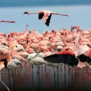 Hito mundial: Llancanelo se une a la red de aves playeras