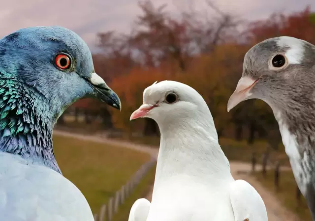 Palomas mensajeras: el "plan B" militar ante fallos digitales