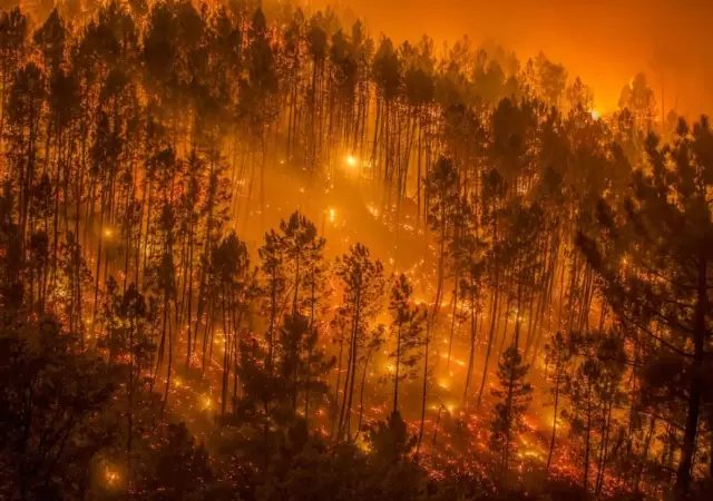 Los incendios en la Patagonia son el gran flagelo de los �ltimos a�os