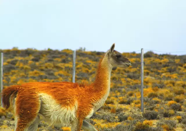 El pa�s debate incorporar al guanaco como prote�na econ�mica frente a la carne vacuna.