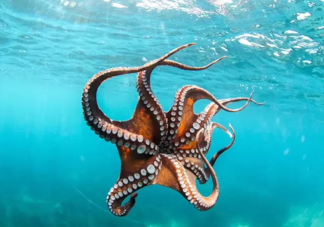 pulpo-2